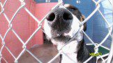 Dog's nose on net