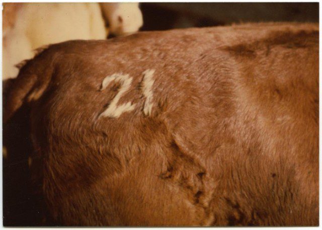 A cow with a number on its back.