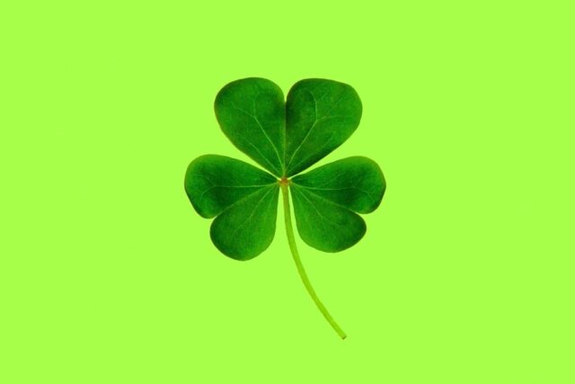 A small three leaves flower